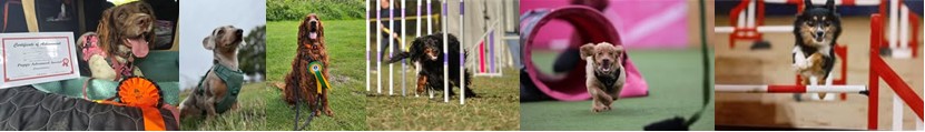 banner-agility